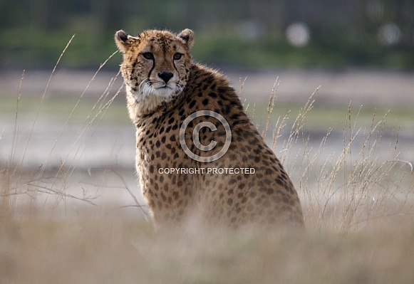 Cheetah