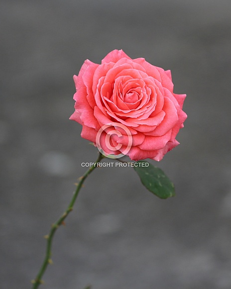 Pink Rose
