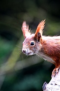 Red Squirrel