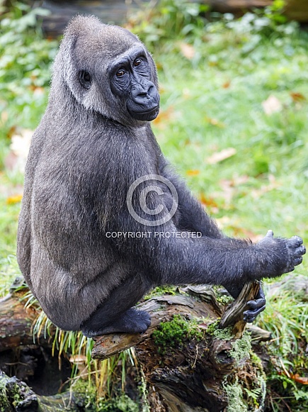 Western Lowland Gorilla (Gorilla Gorilla Gorilla)