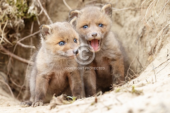 Red Fox Cub Red Fox Cub