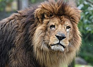 African Lion