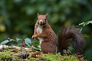 Red Squirrel