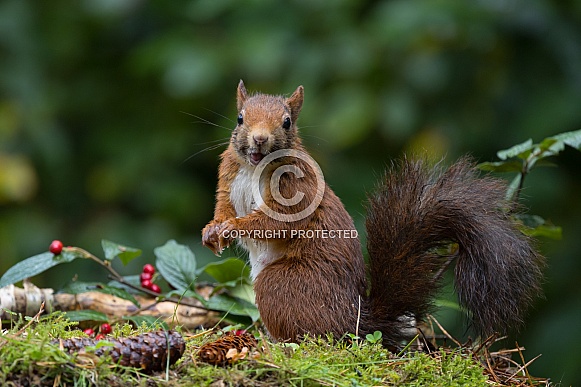Red Squirrel