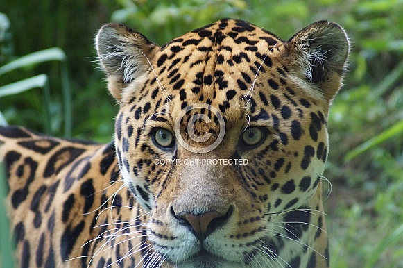 Jaguar Jaguar