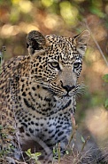 Young female Leopard - Botswana