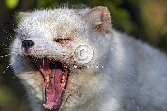 Arctic fox yawning