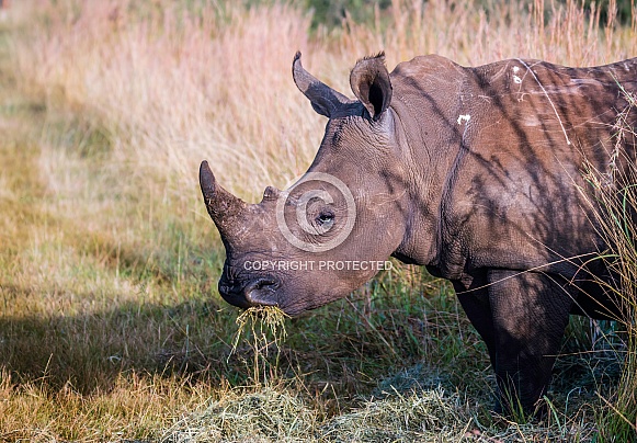 White Rhino