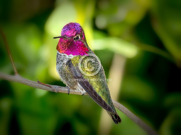 Anna's Hummingbird Male Anna's Hummingbird Male