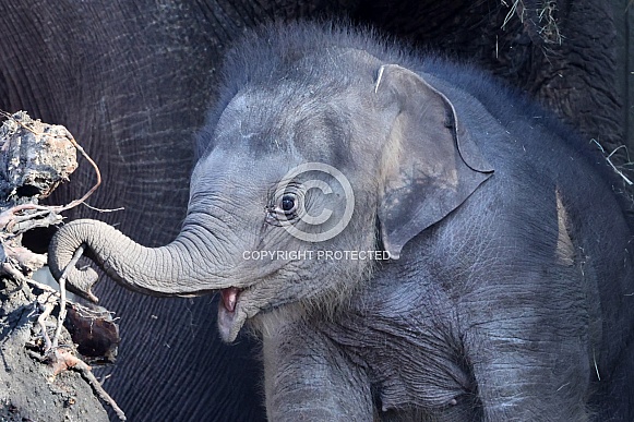Indian elephant (Elephas maximus)