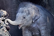 Indian elephant (Elephas maximus)