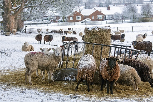 Farming - Livestock feeding in winter snow