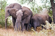 African Elephants