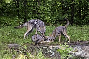 Coyote watching Pups