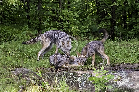 Coyote watching Pups