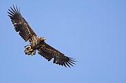 White tailed eagle or European Eagle