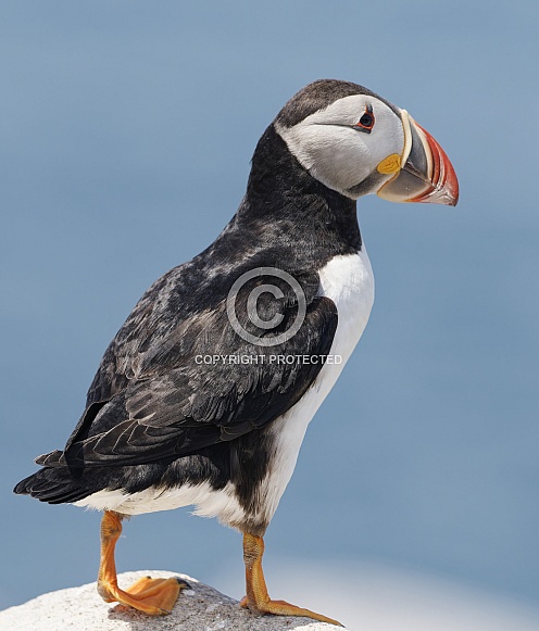 Atlantic Puffin