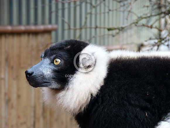 Black and White Ruffed Lemur