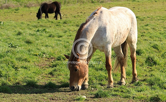 Cream & Chestnut horse Cream & Chestnut horse