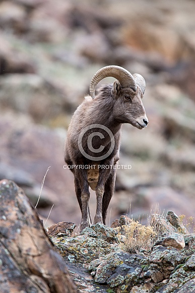 Big horn sheep (wild)