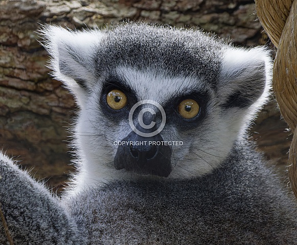Lemurs