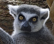 Lemurs