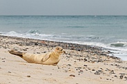 Seal near the coastline.