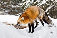 Red Fox