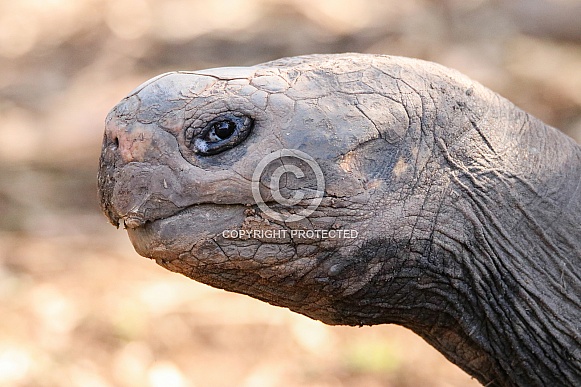 Galapagos Tortoise