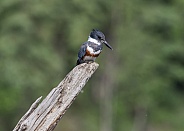 Belted Kingfisher Looking for Fish