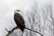 Bald Eagle staring to the right