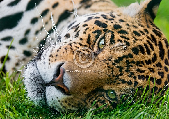 Jaguar