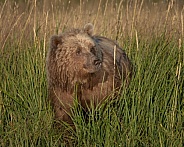 Large female bear in the tall grass