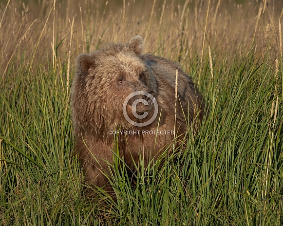 Large female bear in the tall grass Large female bear in the tall grass