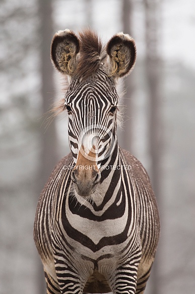 Grévy's Zebra Grévy's Zebra