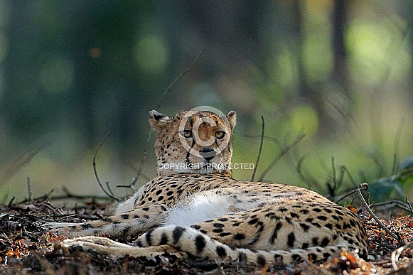 Cheetah