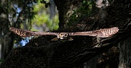 Great horned owl adult (bubo virginianus) flying towards camera from oak tree