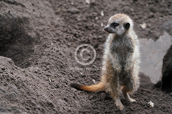 Meerkat