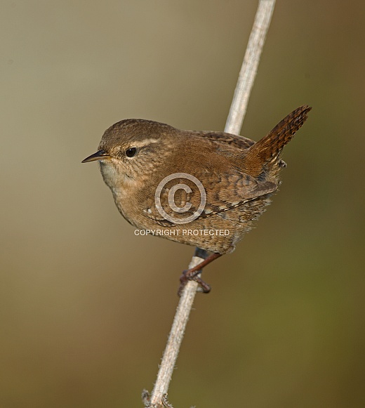 Wren