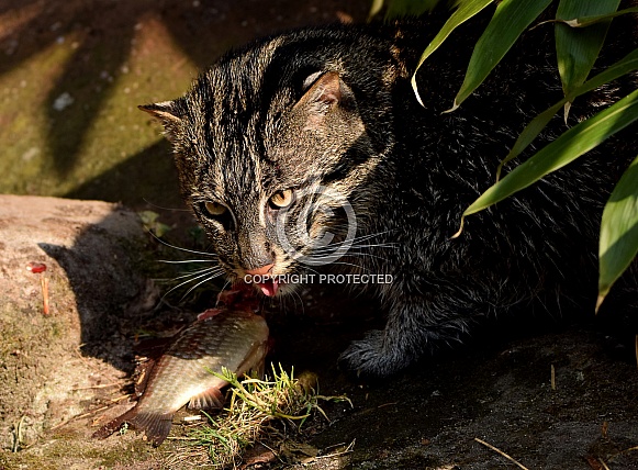 fishing cat eat fish