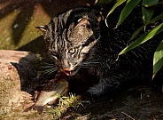 fishing cat eat fish