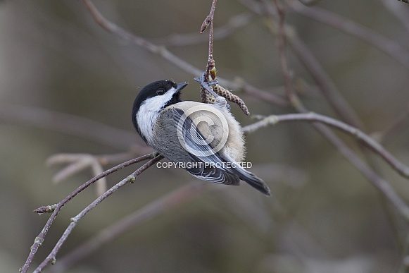 Black-Capped Chickadee