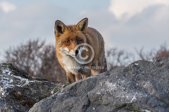 Red Fox