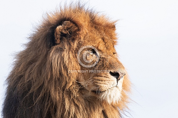 Male African Lion Side Profile
