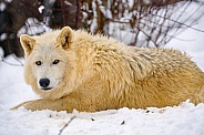 Arctic wolf lying down in the snow