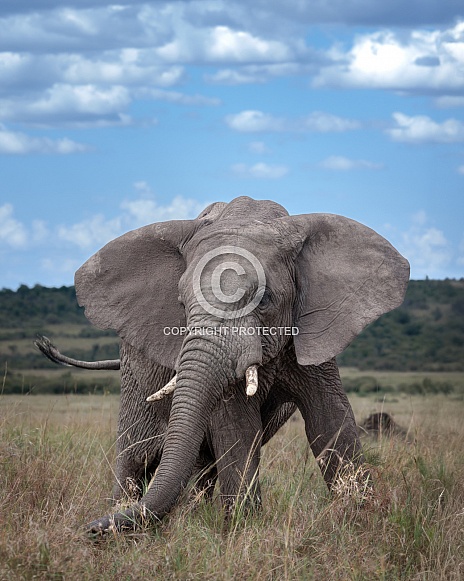 African Bush Elephant