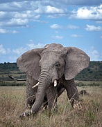 African Bush Elephant