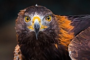 Eagle--Golden Eagle