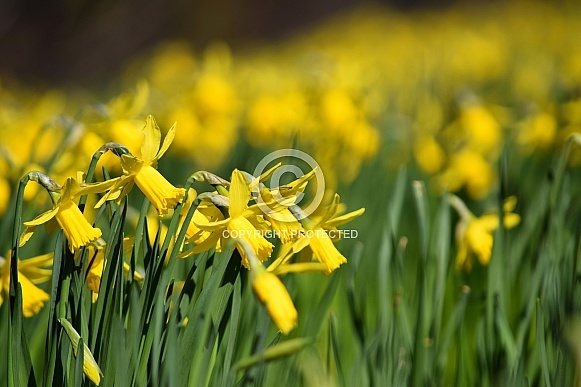 Daffodils Daffodils