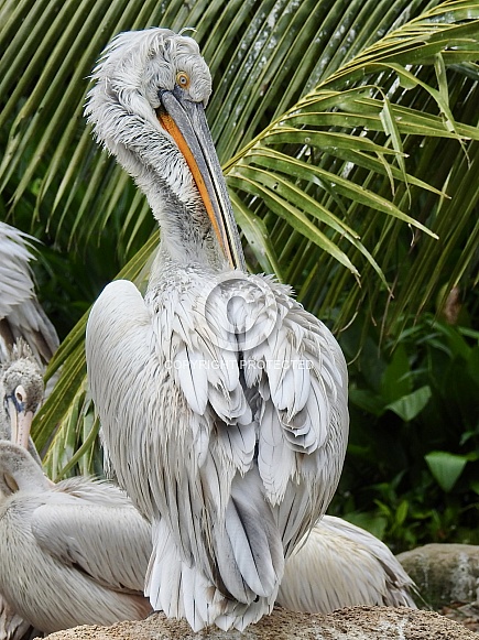 Dalmatian pelican